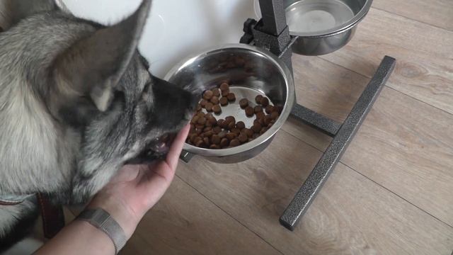 Уговариваю поесть. У собаки плохой аппетит, отказывается есть смотреть онлайн