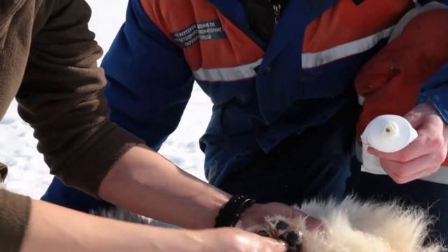 Тур на собачьих упряжках. Школа каюра. Якутия. Презентация смотреть онлайн