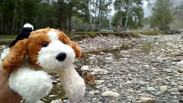 Путешествия по Алтаю. Где взять настоящую лайку на Алтае? Охотничьи собаки, как правильно выбрать? смотреть онлайн