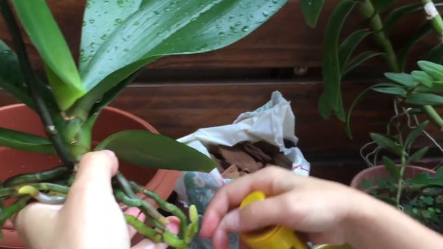 Como replantar uma orquídea phalaenopsis de uma maneira simples e segura. смотреть онлайн