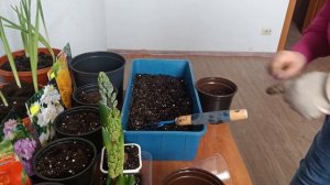 Анемона корончатая - танцующая на ветру