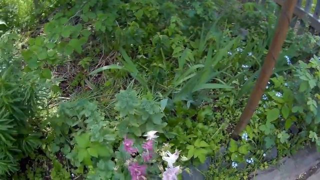 аквилегия игра природы дача под Архангельском смотреть онлайн