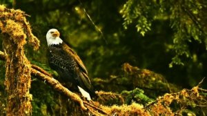 ОРЁЛ. Развивающее видео для детей.