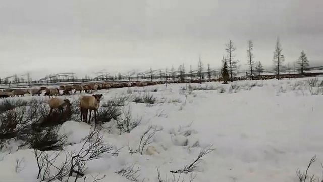 Пастбище / стадо оленей / оленята / Полярный Урал смотреть онлайн