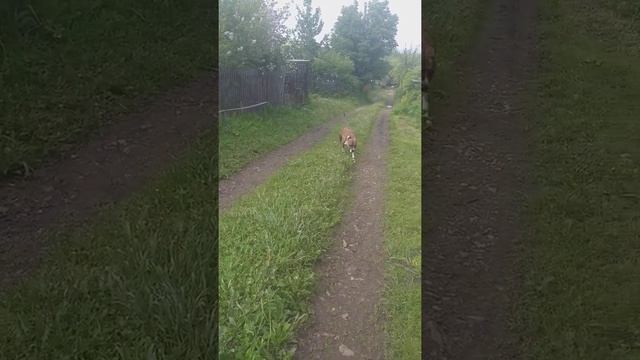 Прогулка на даче! Розка и Жека смотреть онлайн