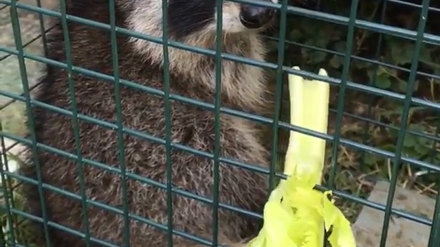 Енот не любит сельдерей смотреть онлайн