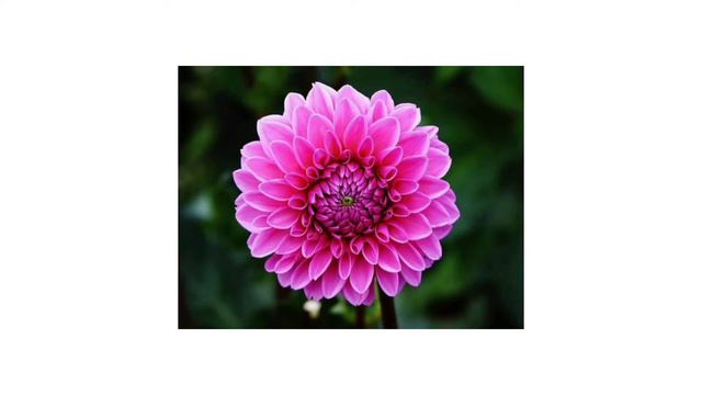 Flowers Name | Names Of Flowers | Flower's Picture #flowersnamesinenglish #flowers  #namesoflowers