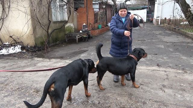 Ротвейлеры Иффи и Бьюти. В продаже щенки от этой пары. Одесса. смотреть онлайн