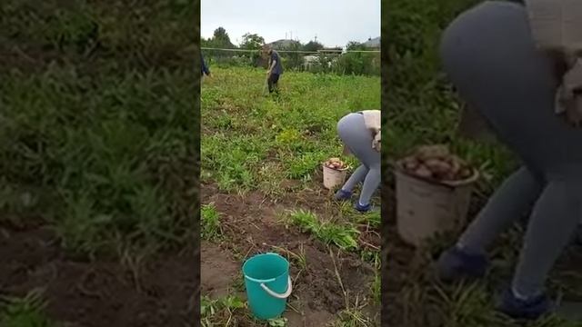Копка Картофеля на даче... ☹️☹️ смотреть онлайн
