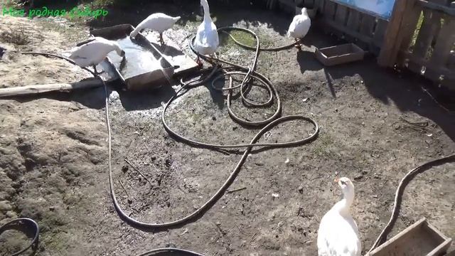 Толя принес грибы, гуси рядом топчутся. смотреть онлайн