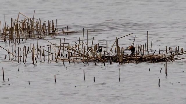 Брачные игры у чомг (больших поганок). Podiceps cristatus. Птицы Беларуси. смотреть онлайн