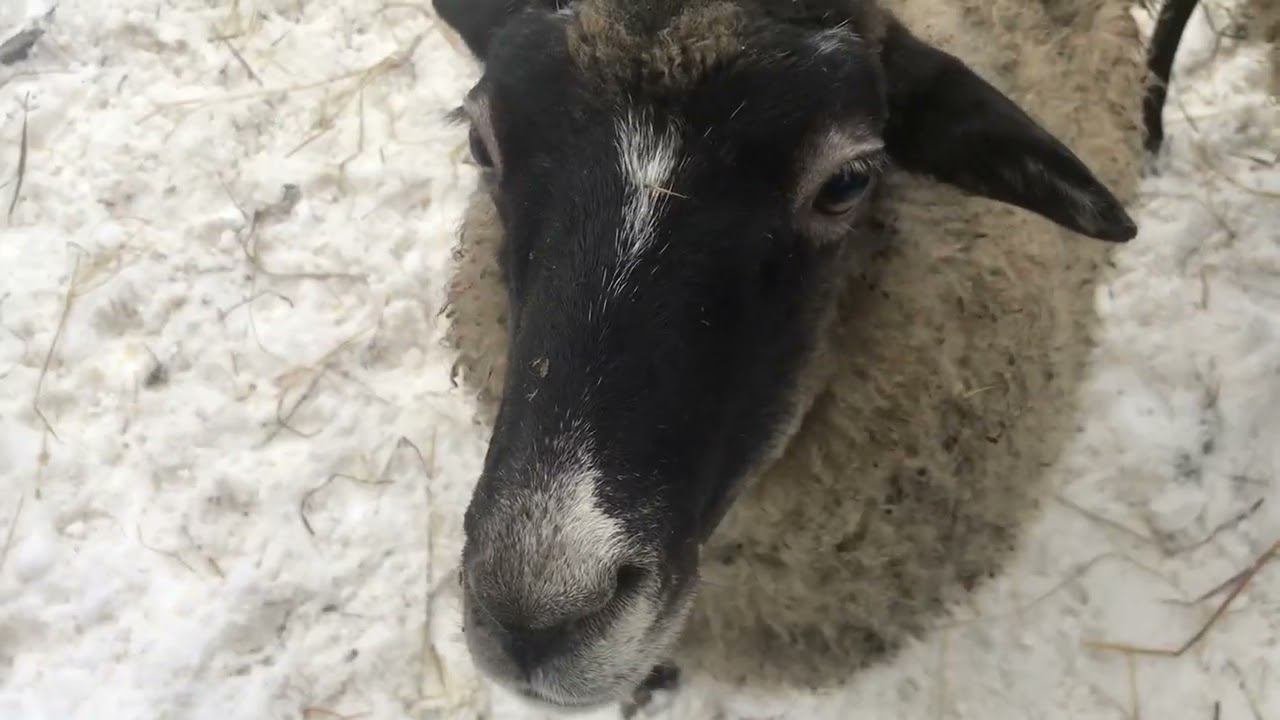 Зимний корм для романовских овец(сенаж)! смотреть онлайн