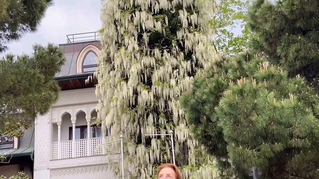 В парке Чаир распускаются розы... смотреть онлайн