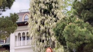 В парке Чаир распускаются розы...