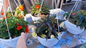 Обзор моих цветущих бегоний беликоний,Нон стоп  2.09.22 #бегонии ,#бегонииизсемян,#бегониицветут