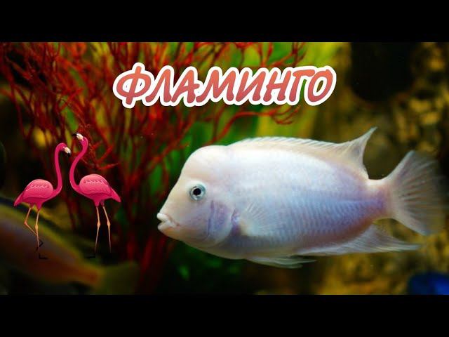 ФЛАМИНГО. СОДЕРЖАНИЕ И РАЗВЕДЕНИЕ В АКВАРИУМЕ. смотреть онлайн