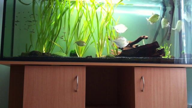 Silver dollar fish (Metynnis argenteus) + Hemigrammus rhodostomus смотреть онлайн