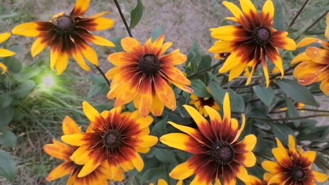 С юбилеем, дорогая наша мамочка, бабушка, прабабушка???❤️❤️❤️ смотреть онлайн