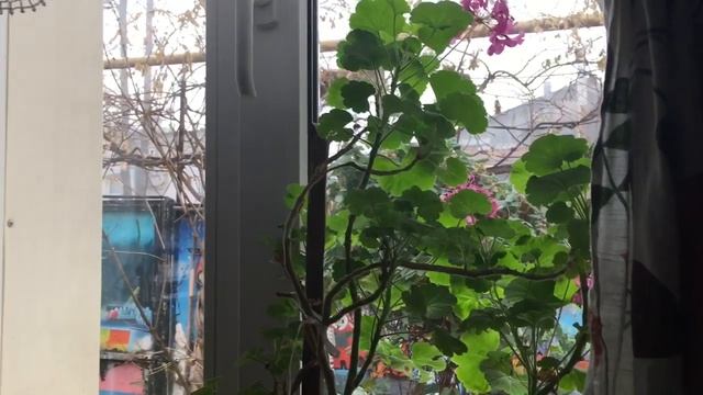 Вяжу Шапку-Бини из Alize Lanagold Fine. Деревья и Туман в Краснодаре смотреть онлайн