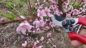 Обрезка персика в Московской обл. 2020г, май.