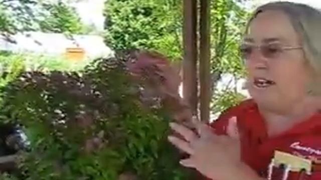 Gold Flame and Magic Carpet Spirea смотреть онлайн