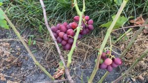 Виноград Маша в Беларуси (28.08.22)