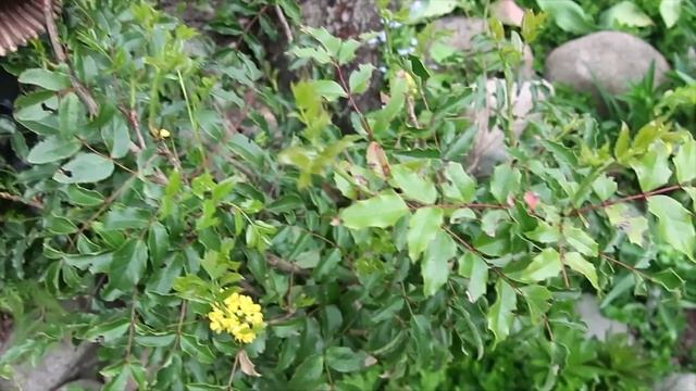 МАГОНИЯ сорт АПОЛЛО смотреть онлайн