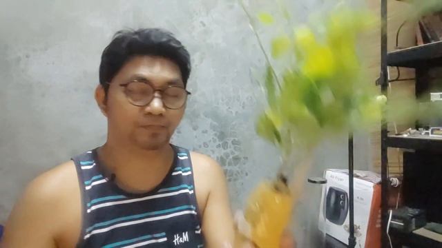 Bougainvillea: Tanglung Set смотреть онлайн
