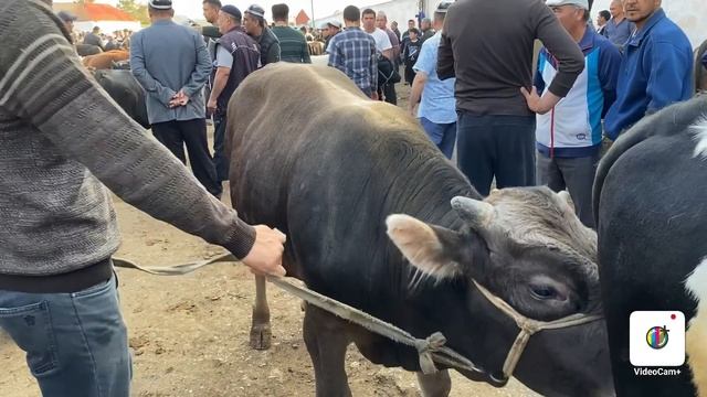 MARG’ILON KOMBINAT BOZORI . Katta Va Kichik Buqalar  Narhlari Zo’rlari Buldi . 14,05,2023