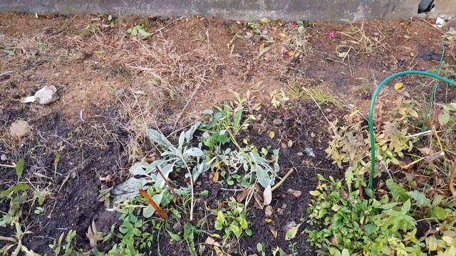 Первые работы на экскаваторе. подготавливаем основание для заливки пола. экскаватор Kubota смотреть онлайн