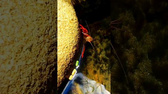 Lagostim (Astacus astacus) смотреть онлайн