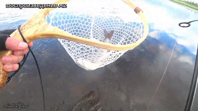 Ловля форели и хариуса на диких реках Севера Кольского полуострова. Первые два дня из десяти... смотреть онлайн