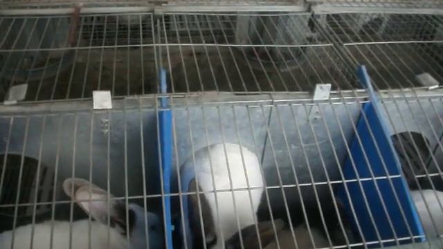 кормление крольчат один раз в сутки смотреть онлайн