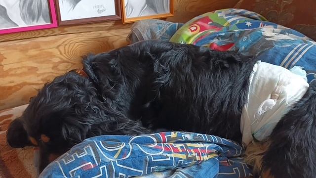 Наши новые питомцы кошка Буся и собачка Тася .Боньку стерелизовали.. смотреть онлайн