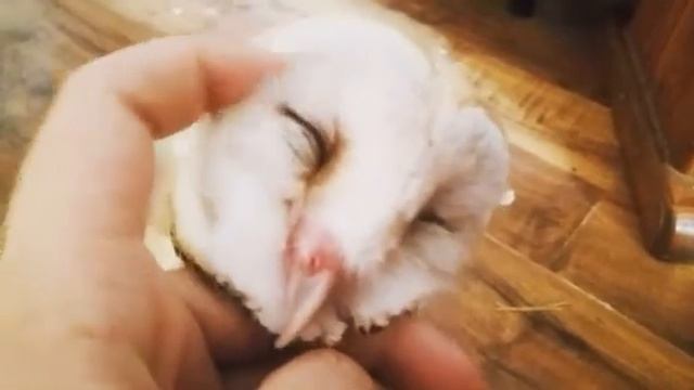 Ласковая сова сипуха. смотреть онлайн