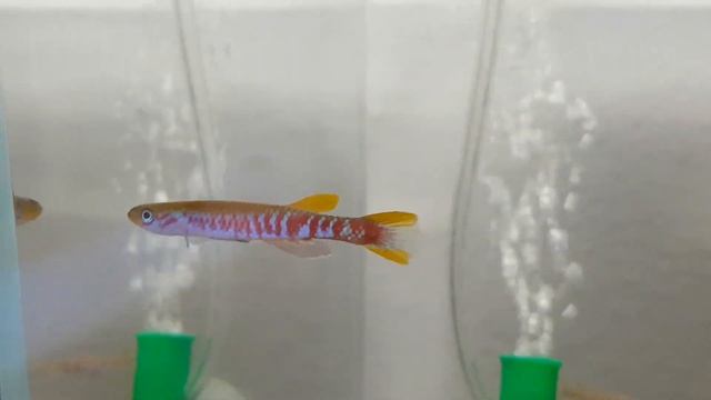 Aphyosemion mimbon GEMG 11/24 - 2 males смотреть онлайн