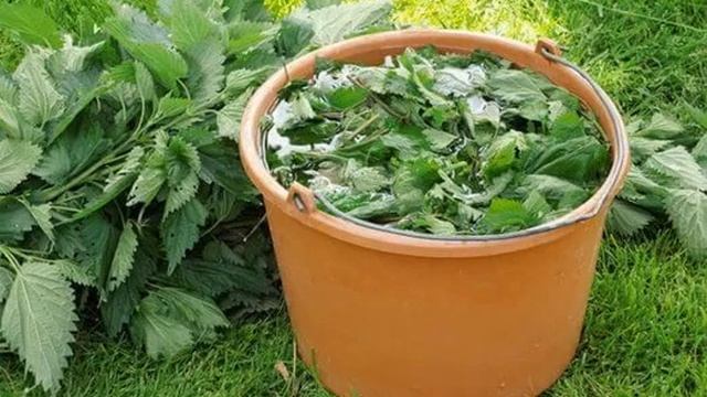 Удобрения и подкормки для растений