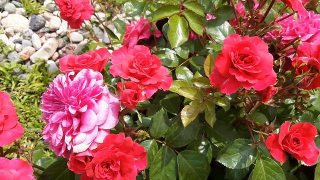 Первое цветение роз. 10 июня 2023 г.
1 часть смотреть онлайн