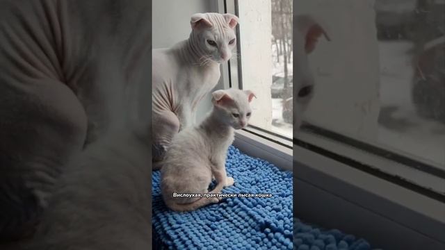 Самые необычные породы кошек смотреть онлайн