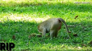 R.I.P !Million Breaking Heart When See  Baby monkey Baron Was Dead Mom Brianna Want Her Baby Get Up