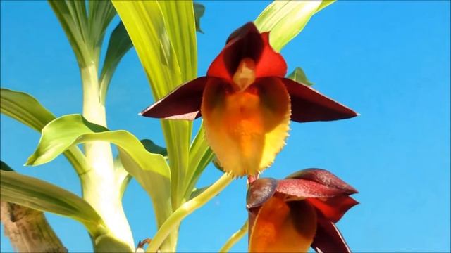 Catasetum Pileabrosum Green 'Green Bat' X Catasetum Tenebrosum    (orchid)