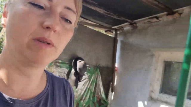 Мой ласковый и нежный друг! Люблю дикие места, где нет людей) Урожай кабачков! Моя дача у реки смотреть онлайн