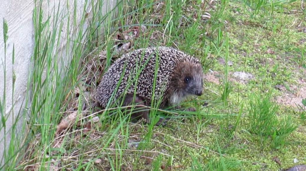Ёжик прячется смотреть онлайн