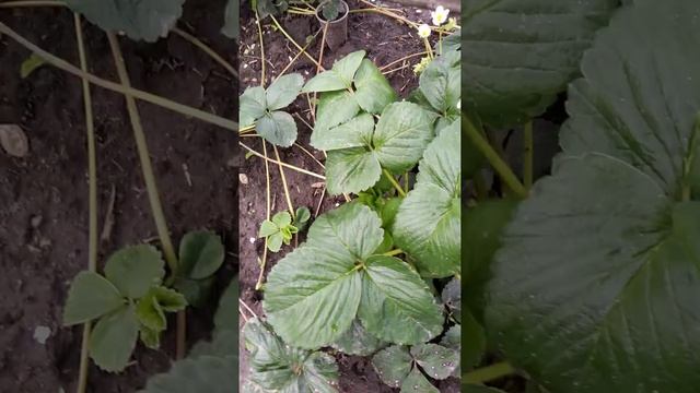 Мице Шиндлер! Прошу любить и жаловать! смотреть онлайн