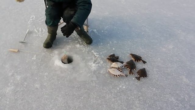 Подлёдная камбала смотреть онлайн