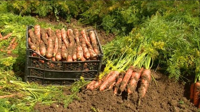 А вы так мыли морковь? Как быстро вымыть в большом объёме морковь ???? смотреть онлайн