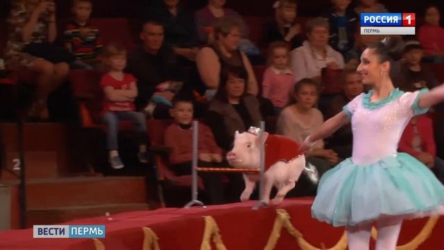 На арене Цирка белые львы смотреть онлайн