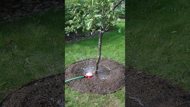 Как правильно поливать ? деревья и кустарники. Правила полива деревьев, как часто поливать деревья. смотреть онлайн