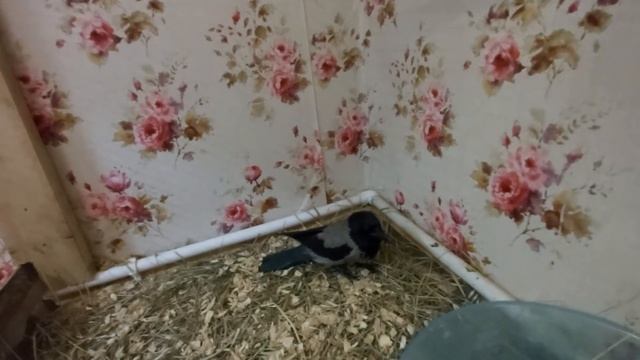 #Ворона Каркуша или Карл? смотреть онлайн