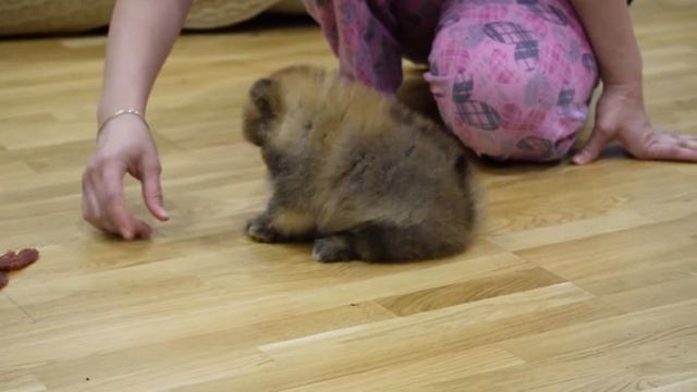 шпиц рыжий смотреть онлайн